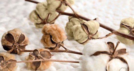 All about organic cotton