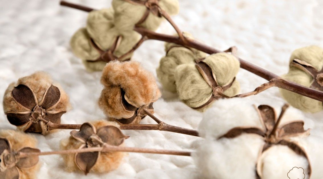 All about organic cotton